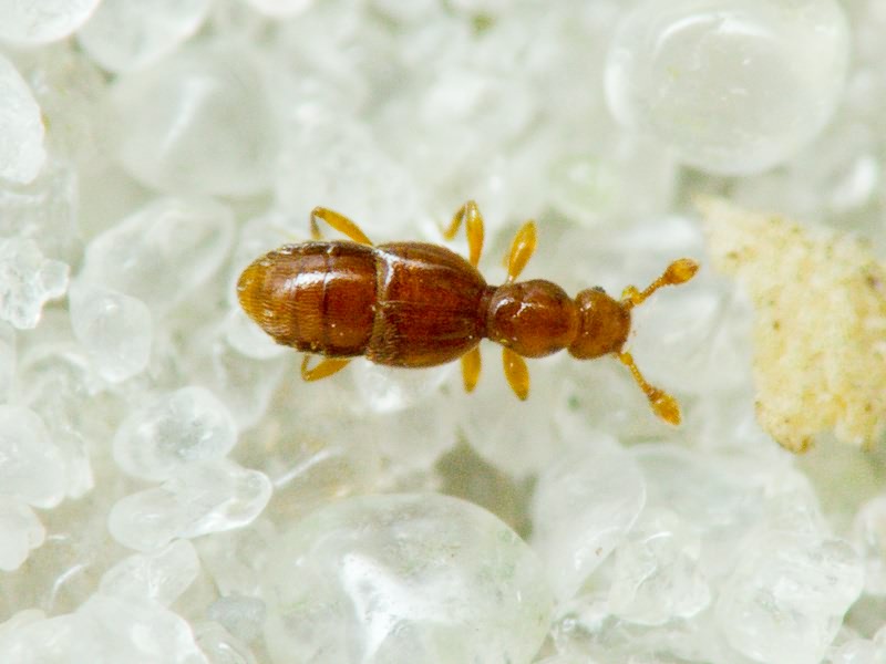 Trimium brevicorne (Reichenbach, 1816)